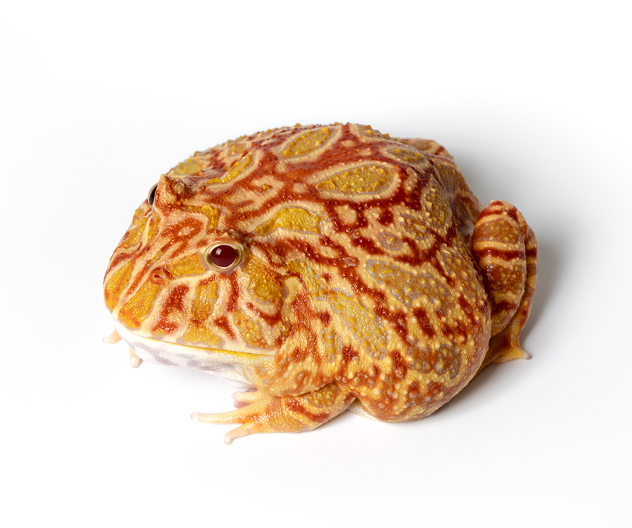 Strawberry Pacman Frog